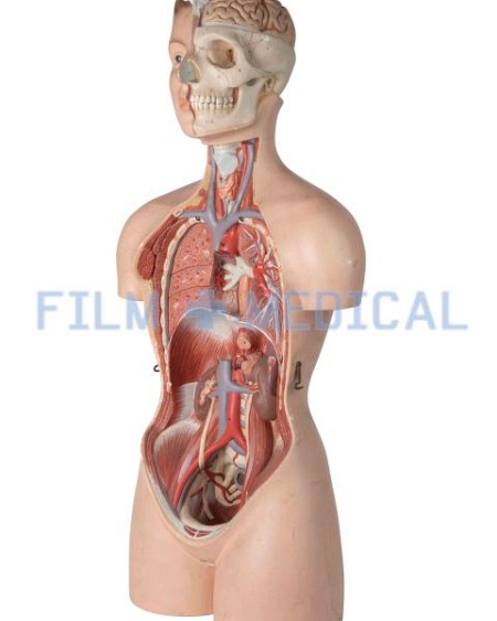 Anatomical Teaching Model 